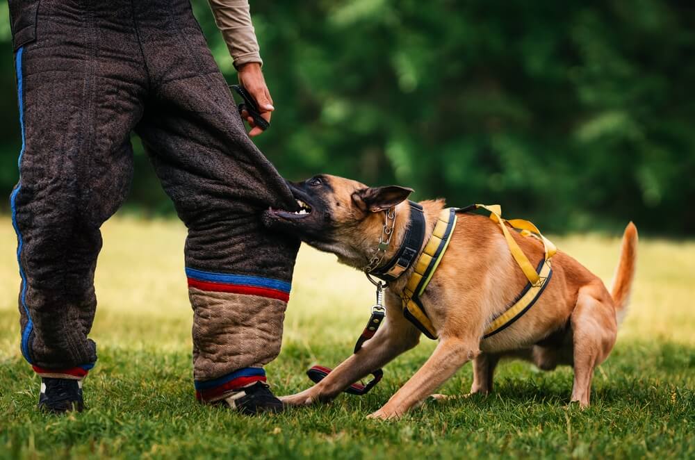 Demanda por Ataque de Perro en Dallas: Responsabilidad, Daños y Plazos